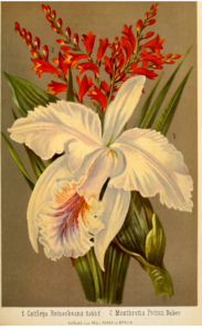 Antique print of white iris with red flowers on taupe background