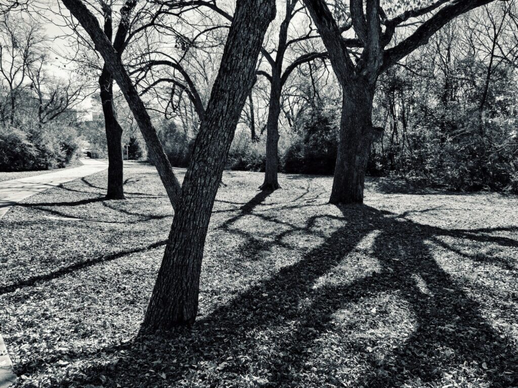 Photo by Rick Fontaine: https://www.pexels.com/photo/grayscale-photo-of-trees-919414/