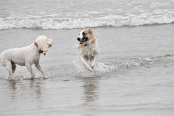 two dogs at a beach