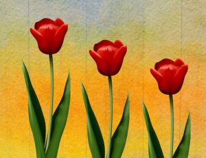 Three red flowers on gradated background