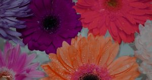 Pink, purple and orange flowers floating on water