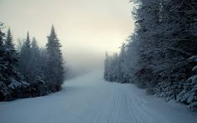 Untouched snow between two banks of fir trees