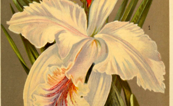 Print of white iris with red flowers