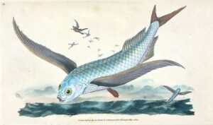 Print illustration of exotic flying fish