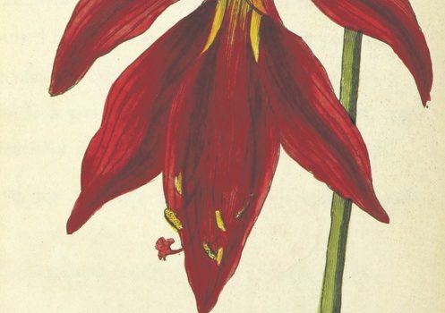 Botanical illustration of red amaryllis