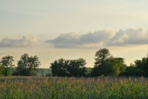 Trees and Marshland with Cloudy Grey sky