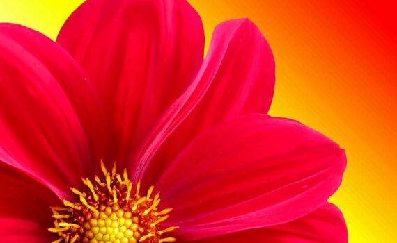 Close-up of single red zinnia on yellow and orange background