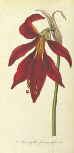 Botanical illustration of red amaryllis