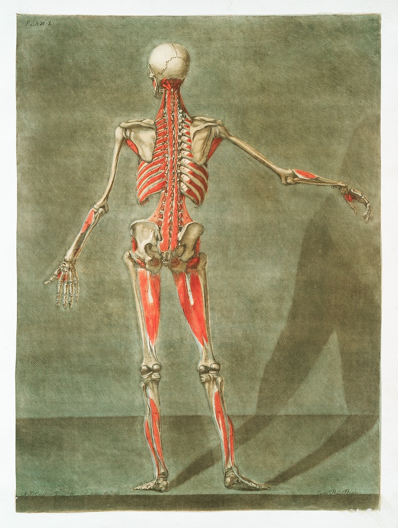 Anatomical drawing of back of a person. Illustrated skeleton and some tissue.