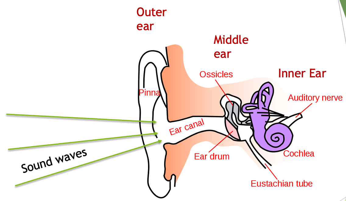 Science of Sound and Hearing