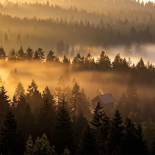 AI generated image of an evergreen forest at dawn with golden light and mist in the trees. There is a small cabin in the trees.