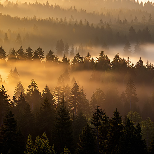 AI generated image of an evergreen forest at dawn with golden light and mist in the trees.