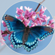 Avatar for Hadia Amin