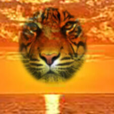 sunset tiger